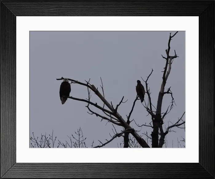 Framed Print : American Bald Eagles During Winter Migration in Missouri Framed Print : American Bald Eagles During Winter Migration in Missouri