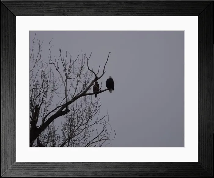 Framed Print : American Bald Eagles During Winter Migration in Missouri Framed Print : American Bald Eagles During Winter Migration in Missouri