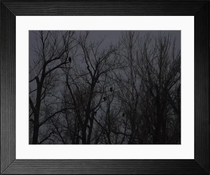 Framed Print : American Bald Eagles During Winter Migration in Missouri Framed Print : American Bald Eagles During Winter Migration in Missouri