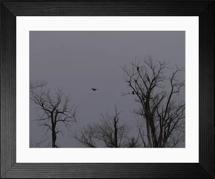 Framed Print : American Bald Eagles During Winter Migration in Missouri Framed Print : American Bald Eagles During Winter Migration in Missouri