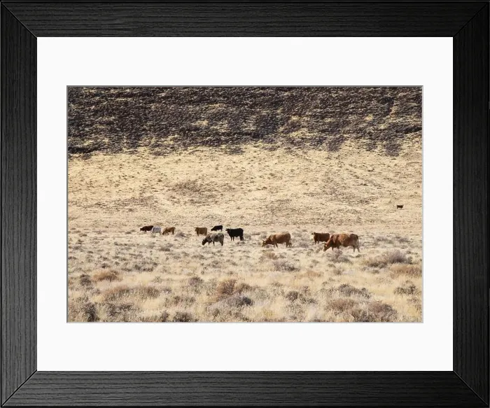 Framed Print : Herd of cattle on the northern Nevada open range near the Pyramid Lake Reservation / Fish Springs Framed Print : Herd of cattle on the northern Nevada open range near the Pyramid Lake Reservation / Fish Springs