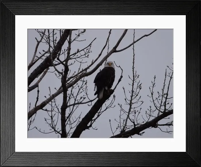 Framed Print : American Bald Eagles During Winter Migration in Missouri