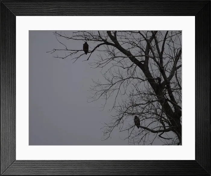 Framed Print : American Bald Eagles During Winter Migration in Missouri Framed Print : American Bald Eagles During Winter Migration in Missouri