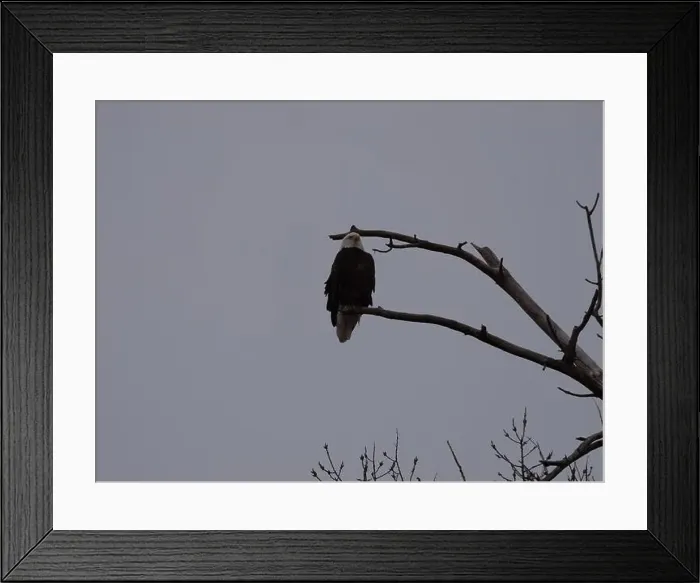 Framed Print : American Bald Eagles During Winter Migration in Missouri
