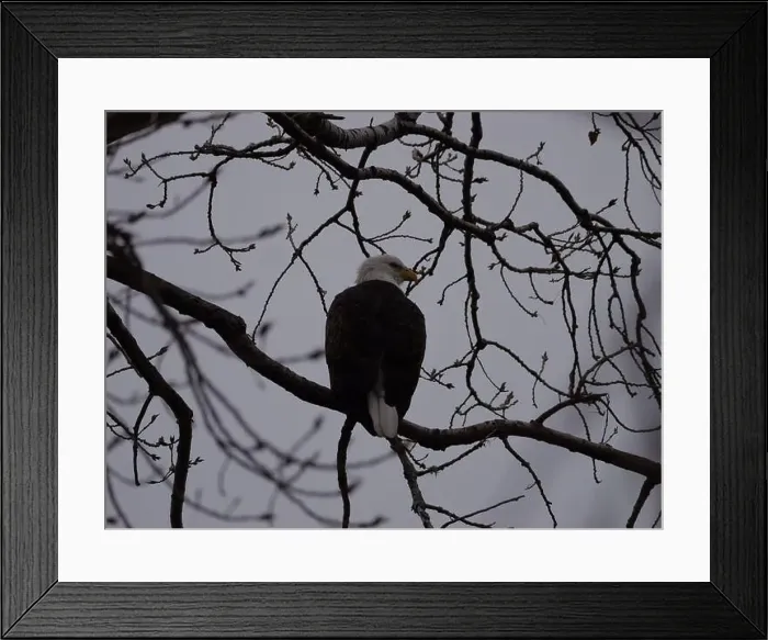 Framed Print : American Bald Eagles During Winter Migration in Missouri Framed Print : American Bald Eagles During Winter Migration in Missouri