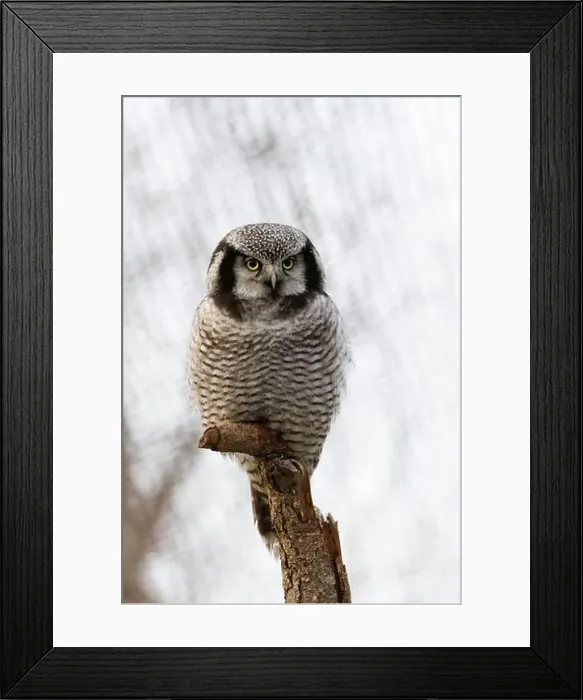 Framed Print : Young Northern hawk-owl (Surnia ulula). Winter grey background Framed Print : Young Northern hawk-owl (Surnia ulula). Winter grey background
