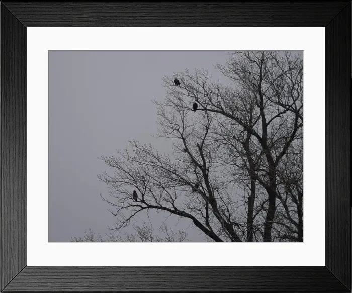 Framed Print : American Bald Eagles During Winter Migration in Missouri