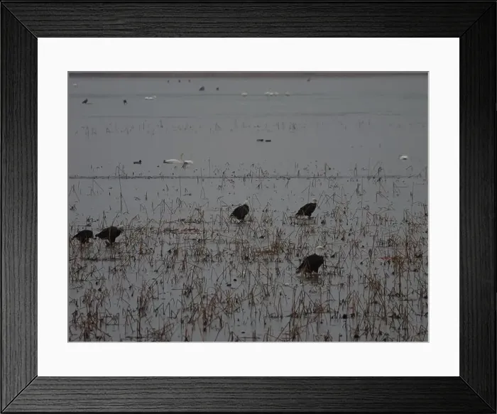 Framed Print : American Bald Eagles During Winter Migration in Missouri Framed Print : American Bald Eagles During Winter Migration in Missouri