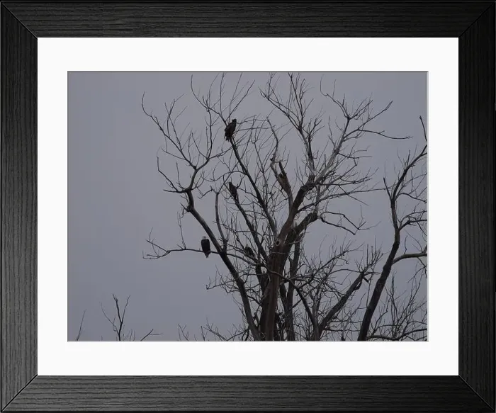 Framed Print : American Bald Eagles During Winter Migration in Missouri