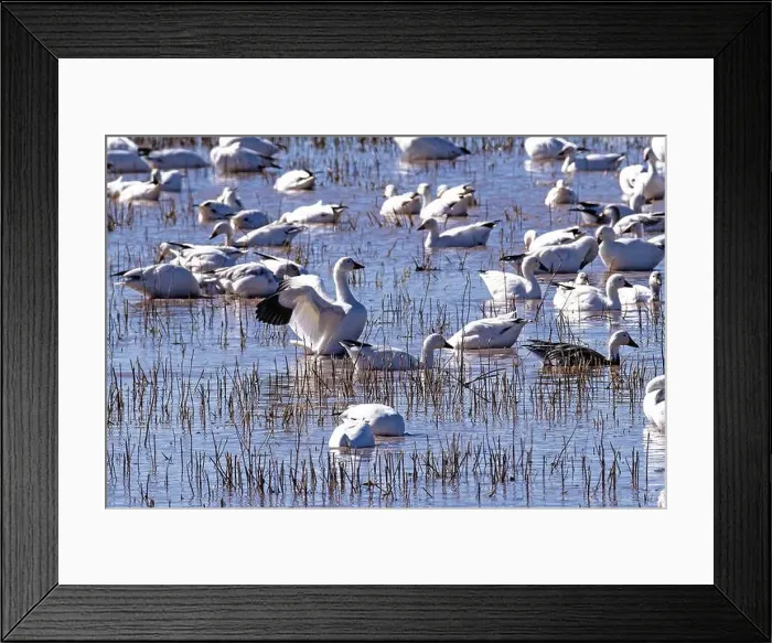 Framed Print : Flock of Snow Geese feeding Framed Print : Flock of Snow Geese feeding