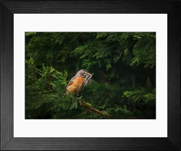 Framed Print : Female American Robin with nesting material perched in arborvitae Framed Print : Female American Robin with nesting material perched in arborvitae