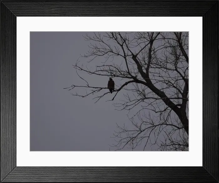 Framed Print : American Bald Eagles During Winter Migration in Missouri Framed Print : American Bald Eagles During Winter Migration in Missouri