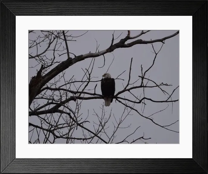 Framed Print : American Bald Eagles During Winter Migration in Missouri Framed Print : American Bald Eagles During Winter Migration in Missouri