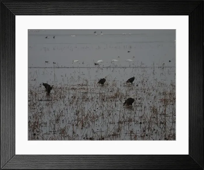 Framed Print : American Bald Eagles During Winter Migration in Missouri Framed Print : American Bald Eagles During Winter Migration in Missouri