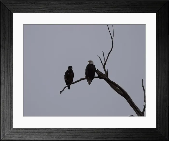 Framed Print : American Bald Eagles During Winter Migration in Missouri