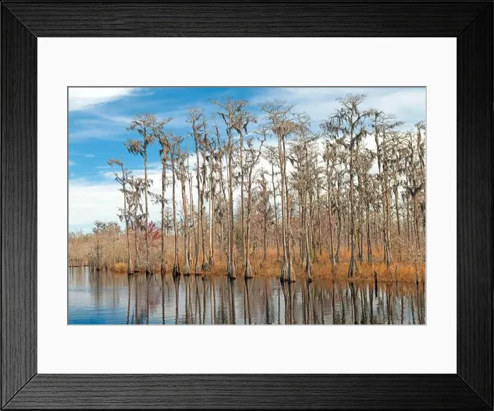 Framed Print : Wetland Forest Along the Suwannee River in Stephen C Foster State Park in Georgia Framed Print : Wetland Forest Along the Suwannee River in Stephen C Foster State Park in Georgia