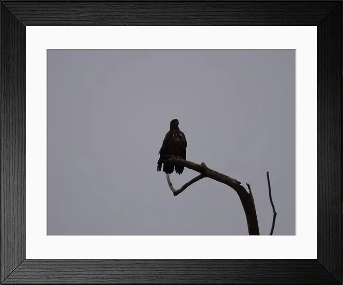 Framed Print : American Bald Eagles During Winter Migration in Missouri