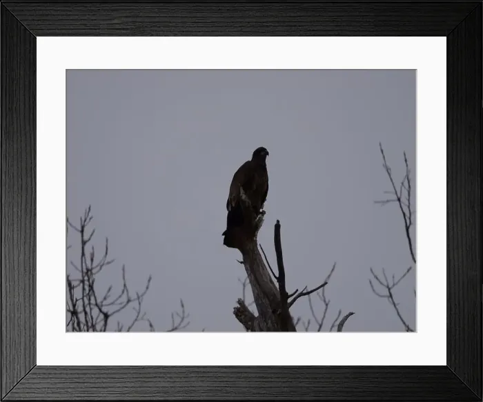 Framed Print : American Bald Eagles During Winter Migration in Missouri Framed Print : American Bald Eagles During Winter Migration in Missouri