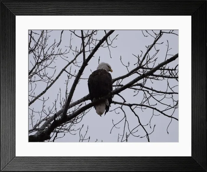Framed Print : American Bald Eagles During Winter Migration in Missouri