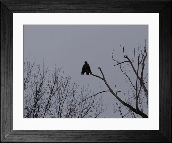 Framed Print : American Bald Eagles During Winter Migration in Missouri Framed Print : American Bald Eagles During Winter Migration in Missouri