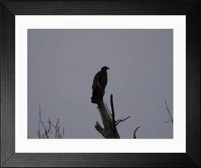 Framed Print : American Bald Eagles During Winter Migration in Missouri