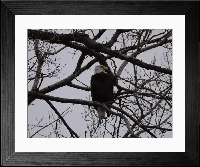 Framed Print : American Bald Eagles During Winter Migration in Missouri Framed Print : American Bald Eagles During Winter Migration in Missouri