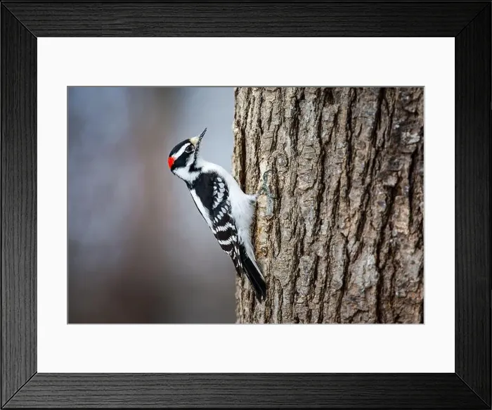 Framed Print : Male Hairy Woodpecker on tree trunk Framed Print : Male Hairy Woodpecker on tree trunk