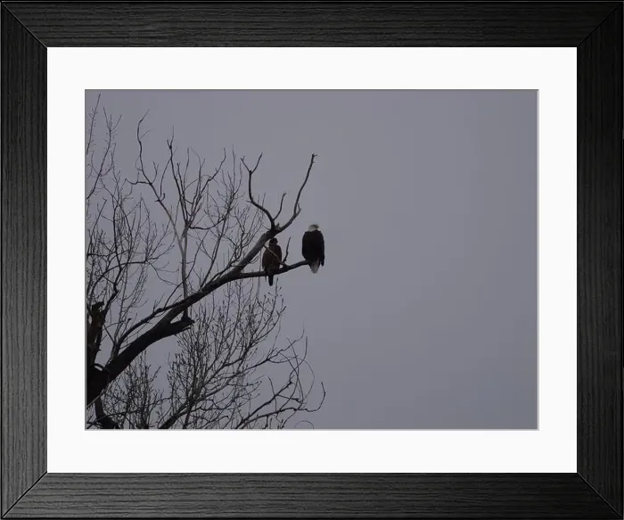 Framed Print : American Bald Eagles During Winter Migration in Missouri Framed Print : American Bald Eagles During Winter Migration in Missouri