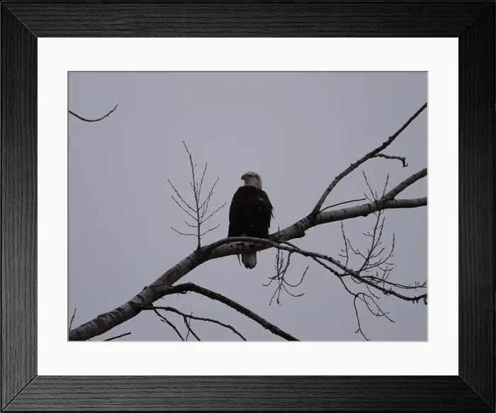 Framed Print : American Bald Eagles During Winter Migration in Missouri Framed Print : American Bald Eagles During Winter Migration in Missouri