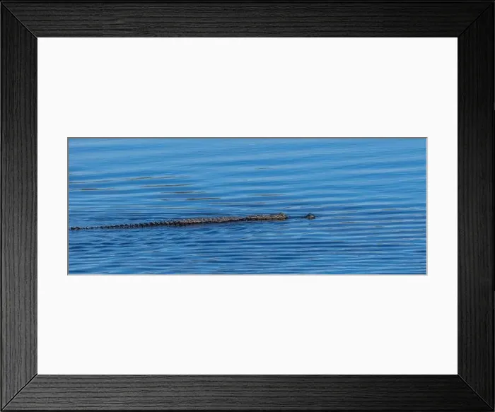 Framed Print : Alligator in the Myakka River in Myakka River State Park in Sarasota Florida USA Framed Print : Alligator in the Myakka River in Myakka River State Park in Sarasota Florida USA