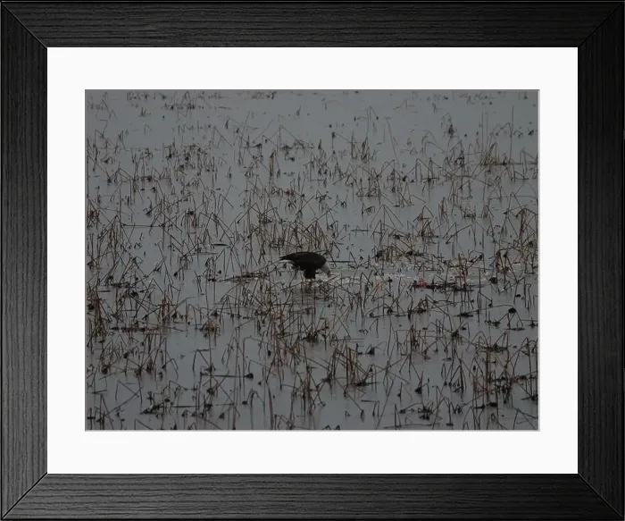 Framed Print : American Bald Eagles During Winter Migration in Missouri Framed Print : American Bald Eagles During Winter Migration in Missouri