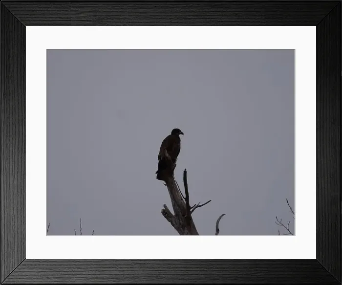 Framed Print : American Bald Eagles During Winter Migration in Missouri Framed Print : American Bald Eagles During Winter Migration in Missouri