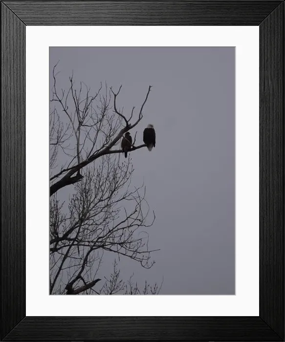 Framed Print : American Bald Eagles During Winter Migration in Missouri Framed Print : American Bald Eagles During Winter Migration in Missouri