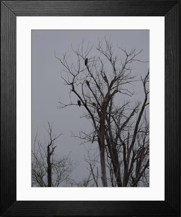Framed Print : American Bald Eagles During Winter Migration in Missouri