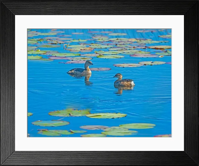 Framed Print : A Pair fo Pied Billed Grebe Amongst the Lily Pads in the St Marks National Wildlife Refuge in Florida Framed Print : A Pair fo Pied Billed Grebe Amongst the Lily Pads in the St Marks National Wildlife Refuge in Florida