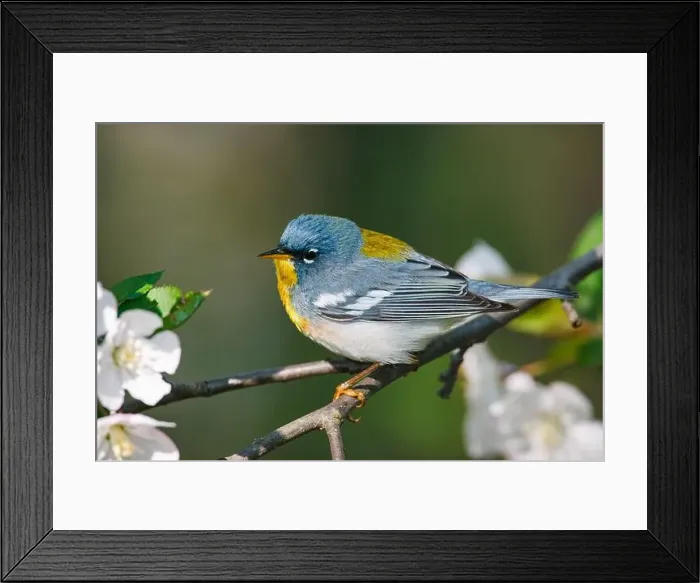 Framed Print : Male Northern Parula warbler perched on a blooming apple branch Framed Print : Male Northern Parula warbler perched on a blooming apple branch