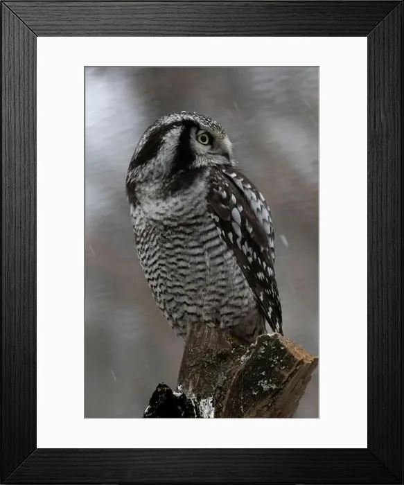 Framed Print : Northern hawk-owl Under snow, winter (Surnia ulula) Framed Print : Northern hawk-owl Under snow, winter (Surnia ulula)