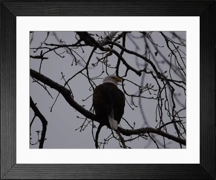 Framed Print : American Bald Eagles During Winter Migration in Missouri Framed Print : American Bald Eagles During Winter Migration in Missouri