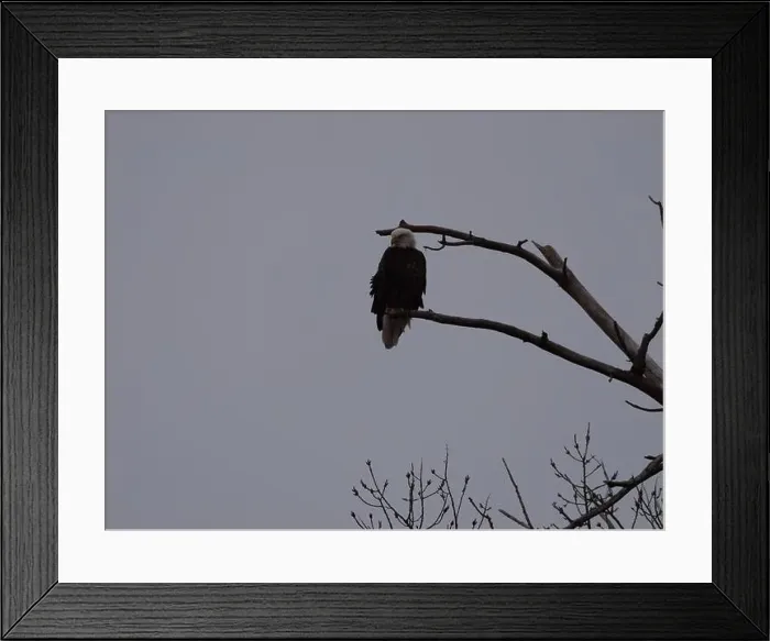 Framed Print : American Bald Eagles During Winter Migration in Missouri Framed Print : American Bald Eagles During Winter Migration in Missouri
