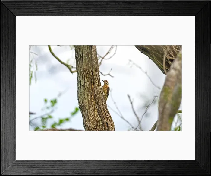 Framed Print : A Male Ladder Backed Woodpecker on a Tree in the Santa Ana National Widllife Reserve in Texas Framed Print : A Male Ladder Backed Woodpecker on a Tree in the Santa Ana National Widllife Reserve in Texas