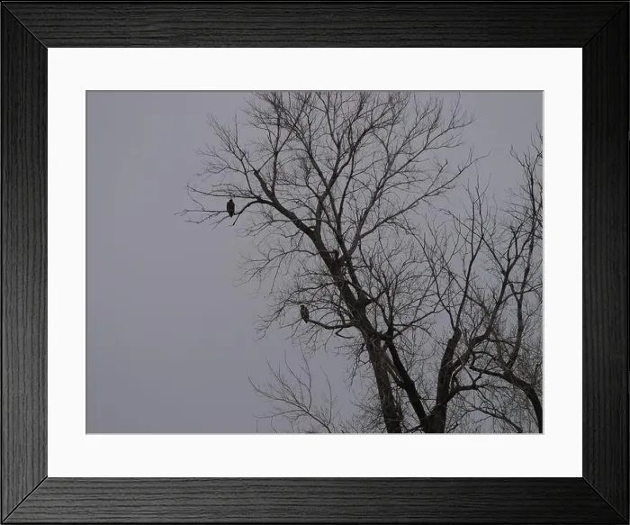 Framed Print : American Bald Eagles During Winter Migration in Missouri Framed Print : American Bald Eagles During Winter Migration in Missouri