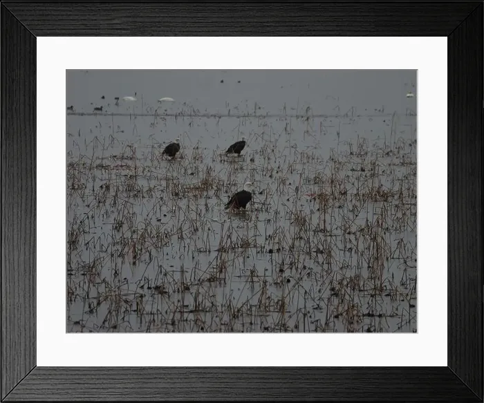 Framed Print : American Bald Eagles During Winter Migration in Missouri Framed Print : American Bald Eagles During Winter Migration in Missouri