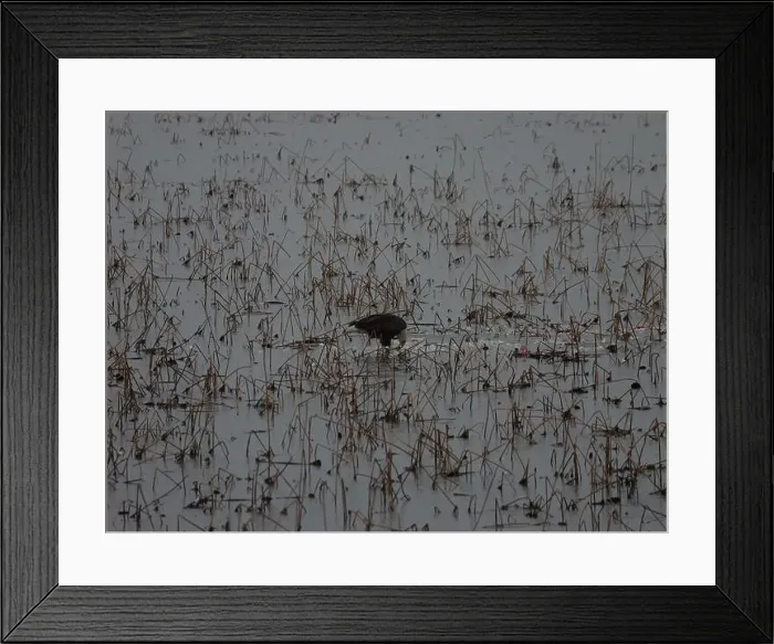 Framed Print : American Bald Eagles During Winter Migration in Missouri Framed Print : American Bald Eagles During Winter Migration in Missouri