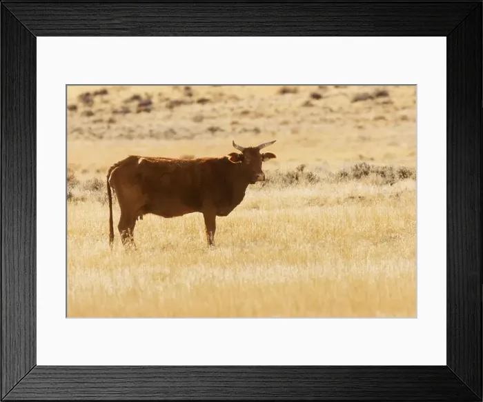 Framed Print : Single brown cow with horns standing alone in the northern Nevada high desert just outside the Pyramid Lake Reservation Framed Print : Single brown cow with horns standing alone in the northern Nevada high desert just outside the Pyramid Lake Reservation