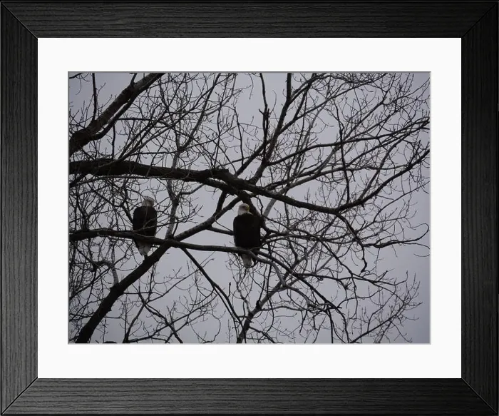 Framed Print : American Bald Eagles During Winter Migration in Missouri Framed Print : American Bald Eagles During Winter Migration in Missouri