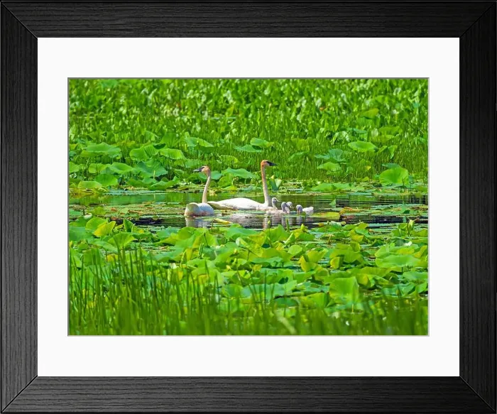 Framed Print : Trumpeter Swan Family in the Wetland Vegetation on the Mississippi River Near Fulton Illinois Framed Print : Trumpeter Swan Family in the Wetland Vegetation on the Mississippi River Near Fulton Illinois