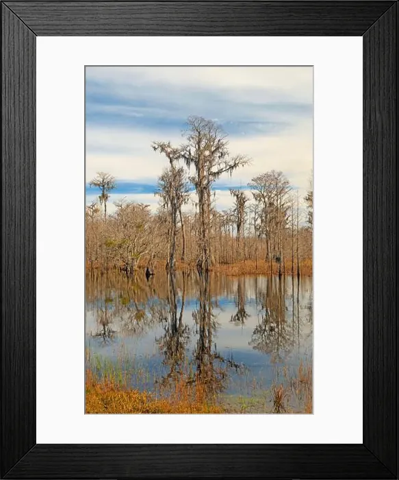 Framed Print : Cypress Tree Reflections in Calm Waters in Stephen C Foster State Park in Georgia Framed Print : Cypress Tree Reflections in Calm Waters in Stephen C Foster State Park in Georgia