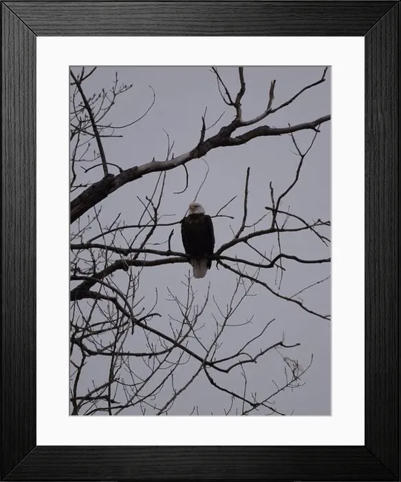 Framed Print : American Bald Eagles During Winter Migration in Missouri Framed Print : American Bald Eagles During Winter Migration in Missouri