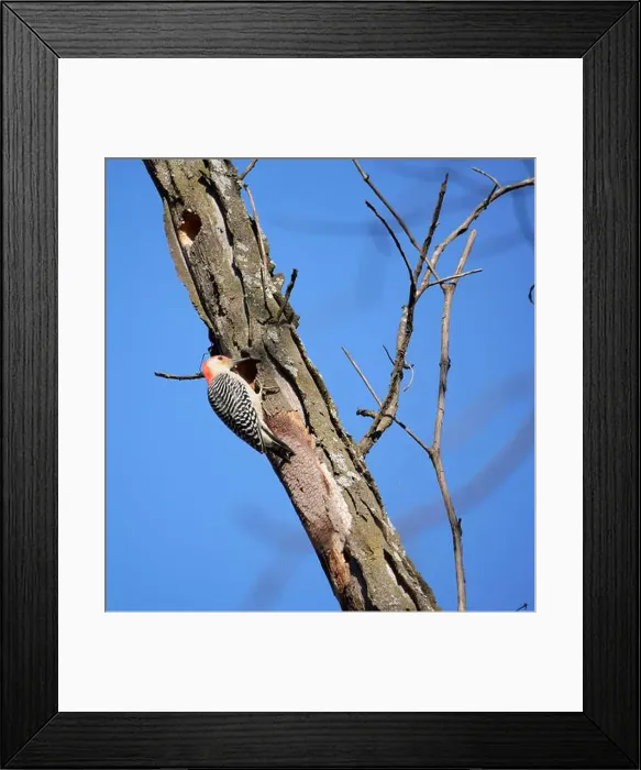 Framed Print : Red-Bellied Woodpecker at Work High Above in a Tree Framed Print : Red-Bellied Woodpecker at Work High Above in a Tree