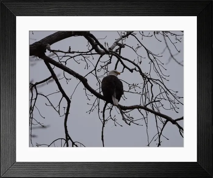 Framed Print : American Bald Eagles During Winter Migration in Missouri Framed Print : American Bald Eagles During Winter Migration in Missouri